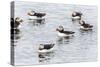 Atlantic Puffins (Common Puffins) (Fratercula Arctica), Flatey Island, Iceland, Polar Regions-Michael Nolan-Stretched Canvas