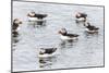 Atlantic Puffins (Common Puffins) (Fratercula Arctica), Flatey Island, Iceland, Polar Regions-Michael Nolan-Mounted Photographic Print