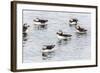 Atlantic Puffins (Common Puffins) (Fratercula Arctica), Flatey Island, Iceland, Polar Regions-Michael Nolan-Framed Photographic Print