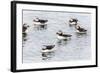 Atlantic Puffins (Common Puffins) (Fratercula Arctica), Flatey Island, Iceland, Polar Regions-Michael Nolan-Framed Photographic Print