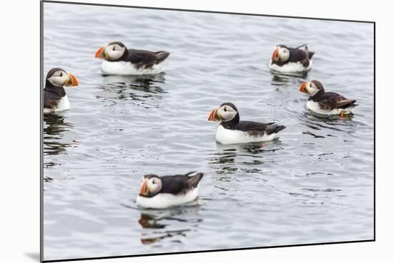 Atlantic Puffins (Common Puffins) (Fratercula Arctica), Flatey Island, Iceland, Polar Regions-Michael Nolan-Mounted Photographic Print