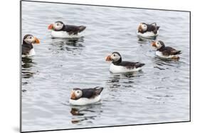 Atlantic Puffins (Common Puffins) (Fratercula Arctica), Flatey Island, Iceland, Polar Regions-Michael Nolan-Mounted Photographic Print