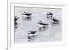 Atlantic Puffins (Common Puffins) (Fratercula Arctica), Flatey Island, Iceland, Polar Regions-Michael Nolan-Framed Photographic Print