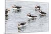 Atlantic Puffins (Common Puffins) (Fratercula Arctica), Flatey Island, Iceland, Polar Regions-Michael Nolan-Mounted Photographic Print