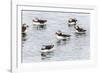 Atlantic Puffins (Common Puffins) (Fratercula Arctica), Flatey Island, Iceland, Polar Regions-Michael Nolan-Framed Photographic Print