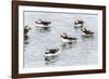 Atlantic Puffins (Common Puffins) (Fratercula Arctica), Flatey Island, Iceland, Polar Regions-Michael Nolan-Framed Photographic Print