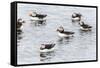 Atlantic Puffins (Common Puffins) (Fratercula Arctica), Flatey Island, Iceland, Polar Regions-Michael Nolan-Framed Stretched Canvas