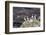 Atlantic Puffins (Common Puffins) (Fratercula Arctica), Flatey Island, Iceland, Polar Regions-Michael Nolan-Framed Photographic Print