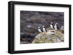 Atlantic Puffins (Common Puffins) (Fratercula Arctica), Flatey Island, Iceland, Polar Regions-Michael Nolan-Framed Photographic Print