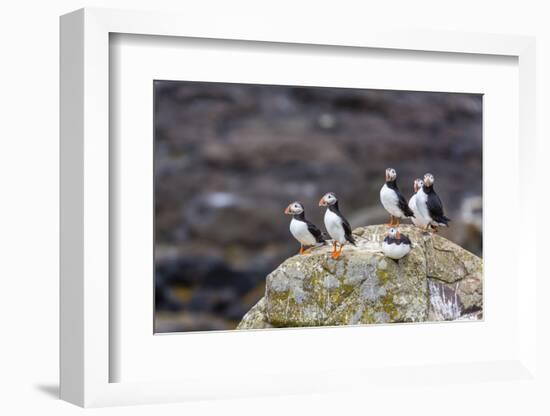 Atlantic Puffins (Common Puffins) (Fratercula Arctica), Flatey Island, Iceland, Polar Regions-Michael Nolan-Framed Photographic Print