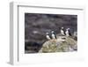 Atlantic Puffins (Common Puffins) (Fratercula Arctica), Flatey Island, Iceland, Polar Regions-Michael Nolan-Framed Photographic Print