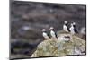 Atlantic Puffins (Common Puffins) (Fratercula Arctica), Flatey Island, Iceland, Polar Regions-Michael Nolan-Mounted Photographic Print
