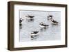 Atlantic Puffins (Common Puffins) (Fratercula Arctica), Flatey Island, Iceland, Polar Regions-Michael Nolan-Framed Photographic Print