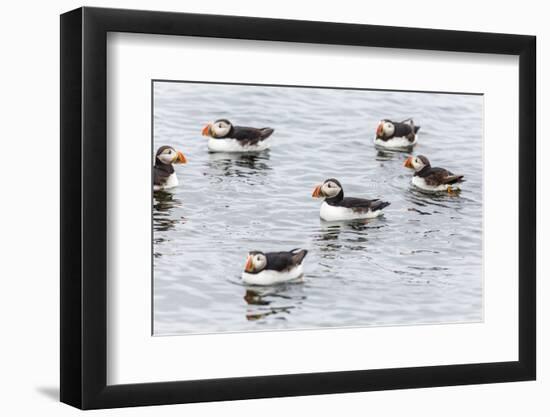 Atlantic Puffins (Common Puffins) (Fratercula Arctica), Flatey Island, Iceland, Polar Regions-Michael Nolan-Framed Photographic Print