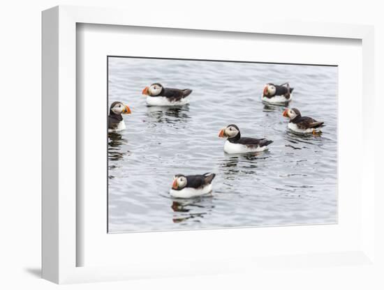 Atlantic Puffins (Common Puffins) (Fratercula Arctica), Flatey Island, Iceland, Polar Regions-Michael Nolan-Framed Photographic Print