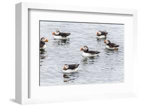 Atlantic Puffins (Common Puffins) (Fratercula Arctica), Flatey Island, Iceland, Polar Regions-Michael Nolan-Framed Photographic Print