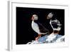 Atlantic Puffins, Farne Islands Nature Reserve, England-Attila JANDI-Framed Photographic Print