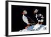 Atlantic Puffins, Farne Islands Nature Reserve, England-Attila JANDI-Framed Photographic Print