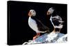 Atlantic Puffins, Farne Islands Nature Reserve, England-Attila JANDI-Stretched Canvas