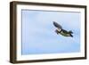 Atlantic Puffins (Fratercula arctica) flying and carrying fish in its beak, Northumberland, UK-Keren Su-Framed Photographic Print