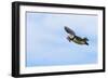 Atlantic Puffins (Fratercula arctica) flying and carrying fish in its beak, Northumberland, UK-Keren Su-Framed Photographic Print