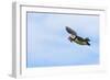 Atlantic Puffins (Fratercula arctica) flying and carrying fish in its beak, Northumberland, UK-Keren Su-Framed Photographic Print