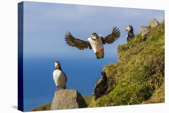 Atlantic Puffins (Fratercula Arctica), Mykines Island, Faroes, Denmark, Europe-Michael Nolan-Stretched Canvas