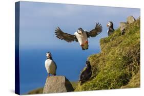 Atlantic Puffins (Fratercula Arctica), Mykines Island, Faroes, Denmark, Europe-Michael Nolan-Stretched Canvas