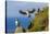 Atlantic Puffins (Fratercula Arctica), Mykines Island, Faroes, Denmark, Europe-Michael Nolan-Stretched Canvas