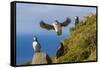 Atlantic Puffins (Fratercula Arctica), Mykines Island, Faroes, Denmark, Europe-Michael Nolan-Framed Stretched Canvas