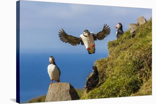 Atlantic Puffins (Fratercula Arctica), Mykines Island, Faroes, Denmark, Europe-Michael Nolan-Stretched Canvas