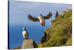 Atlantic Puffins (Fratercula Arctica), Mykines Island, Faroes, Denmark, Europe-Michael Nolan-Stretched Canvas