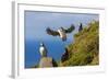 Atlantic Puffins (Fratercula Arctica), Mykines Island, Faroes, Denmark, Europe-Michael Nolan-Framed Photographic Print