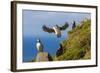 Atlantic Puffins (Fratercula Arctica), Mykines Island, Faroes, Denmark, Europe-Michael Nolan-Framed Photographic Print