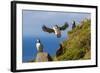Atlantic Puffins (Fratercula Arctica), Mykines Island, Faroes, Denmark, Europe-Michael Nolan-Framed Photographic Print