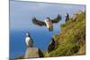 Atlantic Puffins (Fratercula Arctica), Mykines Island, Faroes, Denmark, Europe-Michael Nolan-Mounted Photographic Print