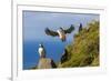 Atlantic Puffins (Fratercula Arctica), Mykines Island, Faroes, Denmark, Europe-Michael Nolan-Framed Photographic Print