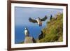 Atlantic Puffins (Fratercula Arctica), Mykines Island, Faroes, Denmark, Europe-Michael Nolan-Framed Photographic Print