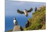 Atlantic Puffins (Fratercula Arctica), Mykines Island, Faroes, Denmark, Europe-Michael Nolan-Mounted Photographic Print