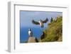 Atlantic Puffins (Fratercula Arctica), Mykines Island, Faroes, Denmark, Europe-Michael Nolan-Framed Photographic Print