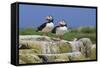 Atlantic Puffins (Fratercula Arctica) on a Rock Against a Blue Sky, Inner Farne, Farne Islands-Eleanor Scriven-Framed Stretched Canvas
