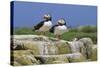 Atlantic Puffins (Fratercula Arctica) on a Rock Against a Blue Sky, Inner Farne, Farne Islands-Eleanor Scriven-Stretched Canvas