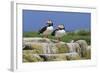 Atlantic Puffins (Fratercula Arctica) on a Rock Against a Blue Sky, Inner Farne, Farne Islands-Eleanor Scriven-Framed Photographic Print