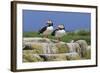 Atlantic Puffins (Fratercula Arctica) on a Rock Against a Blue Sky, Inner Farne, Farne Islands-Eleanor Scriven-Framed Photographic Print