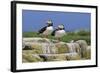 Atlantic Puffins (Fratercula Arctica) on a Rock Against a Blue Sky, Inner Farne, Farne Islands-Eleanor Scriven-Framed Photographic Print