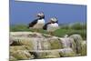 Atlantic Puffins (Fratercula Arctica) on a Rock Against a Blue Sky, Inner Farne, Farne Islands-Eleanor Scriven-Mounted Photographic Print