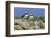 Atlantic Puffins (Fratercula Arctica) on a Rock Against a Blue Sky, Inner Farne, Farne Islands-Eleanor Scriven-Framed Photographic Print