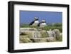 Atlantic Puffins (Fratercula Arctica) on a Rock Against a Blue Sky, Inner Farne, Farne Islands-Eleanor Scriven-Framed Photographic Print