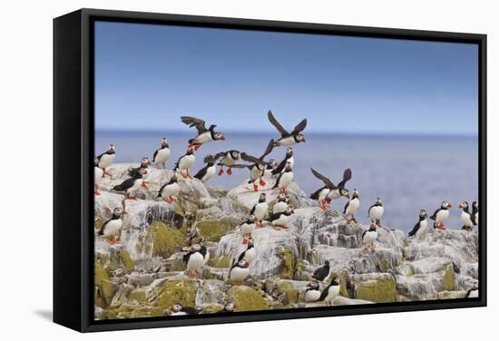 Atlantic Puffins (Fratercula Arctica) Take Flight from a Cliff-Top, Inner Farne, Farne Islands-Eleanor Scriven-Framed Stretched Canvas
