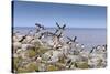 Atlantic Puffins (Fratercula Arctica) Take Flight from a Cliff-Top, Inner Farne, Farne Islands-Eleanor Scriven-Stretched Canvas